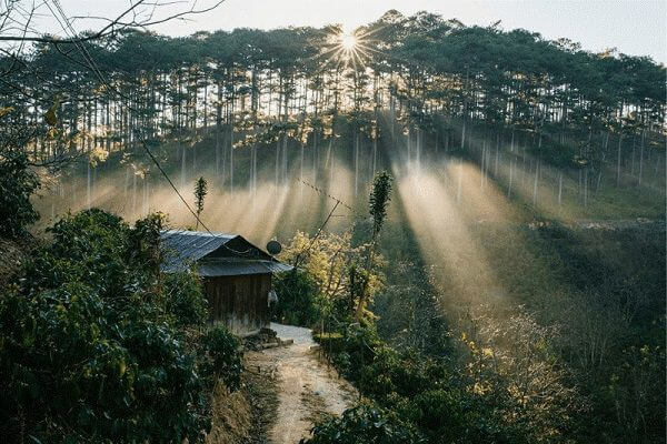 ảnh cưới ở rừng thông